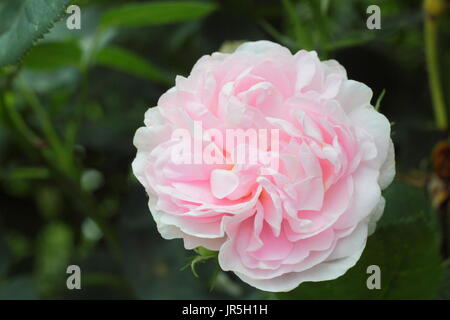 Great maidens blush rose hi