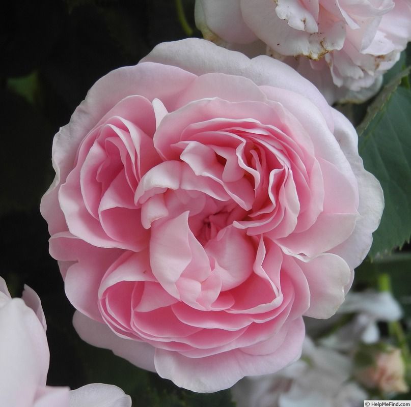 Great maidens blush rose photo beautiful rose flowers blush roses david austin roses