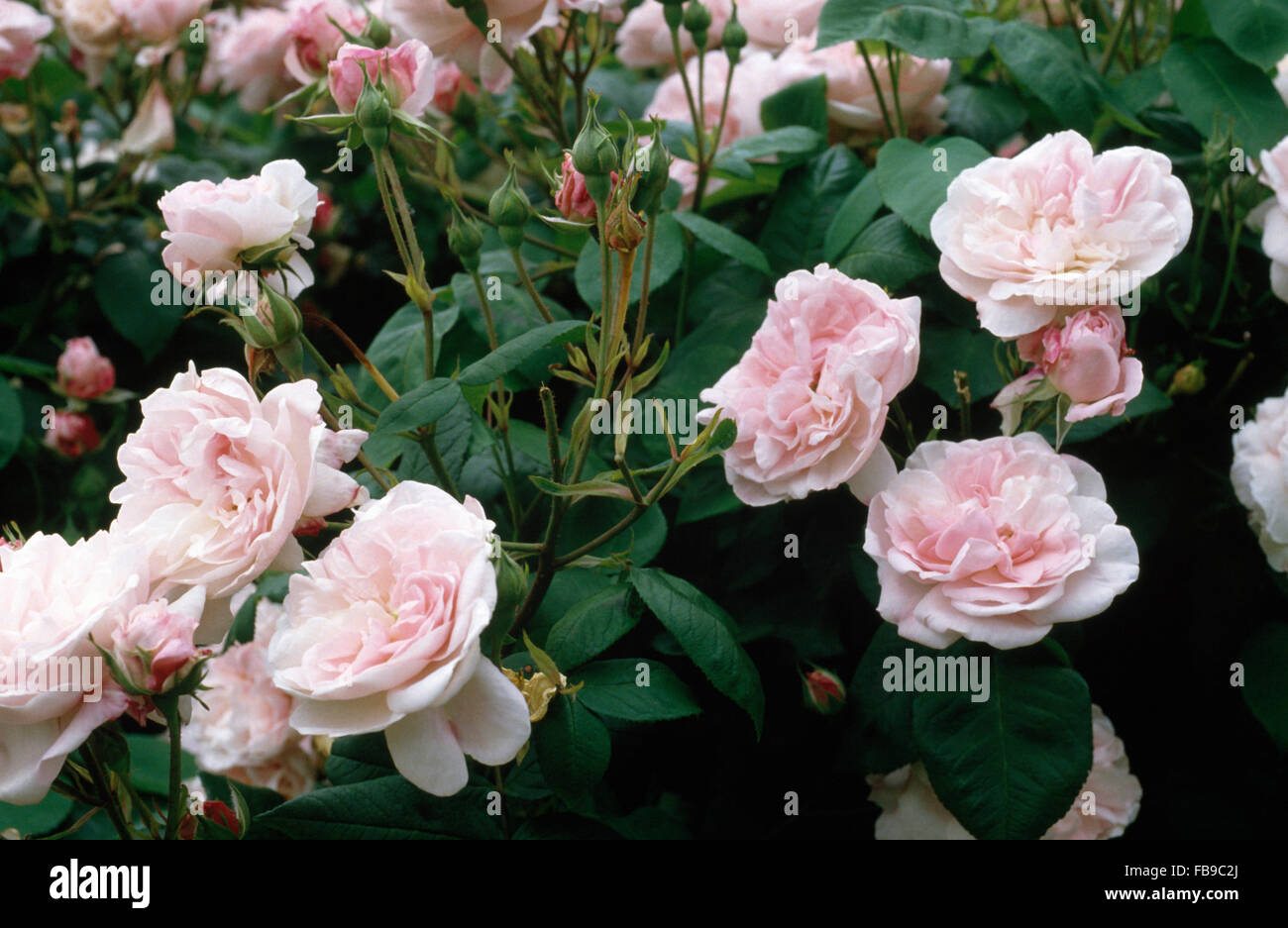 Blush roses hi