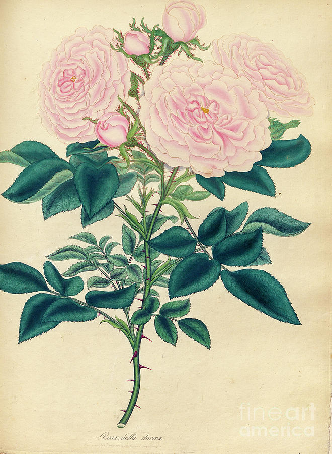 Rosa bella donna maidens