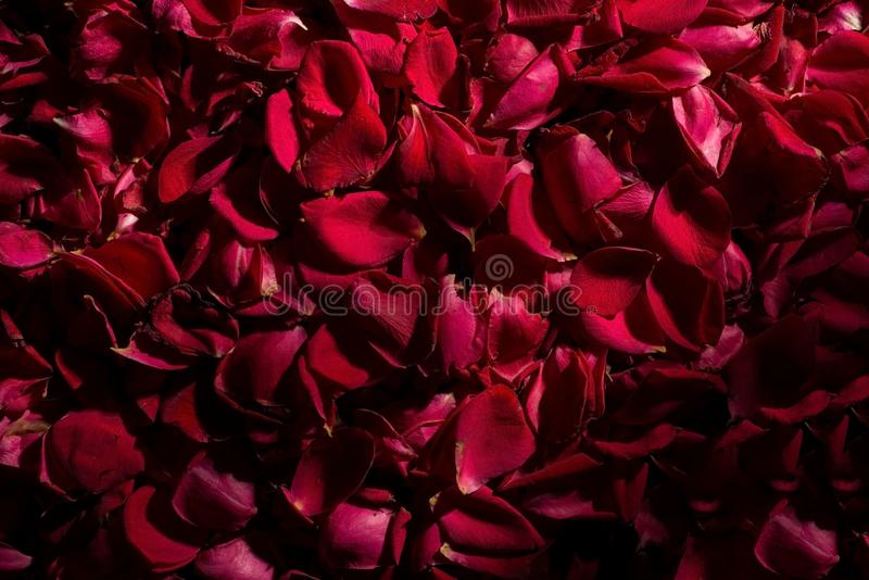 Red Rose Petals Background - Real Roses Petals Backdrop. Floral