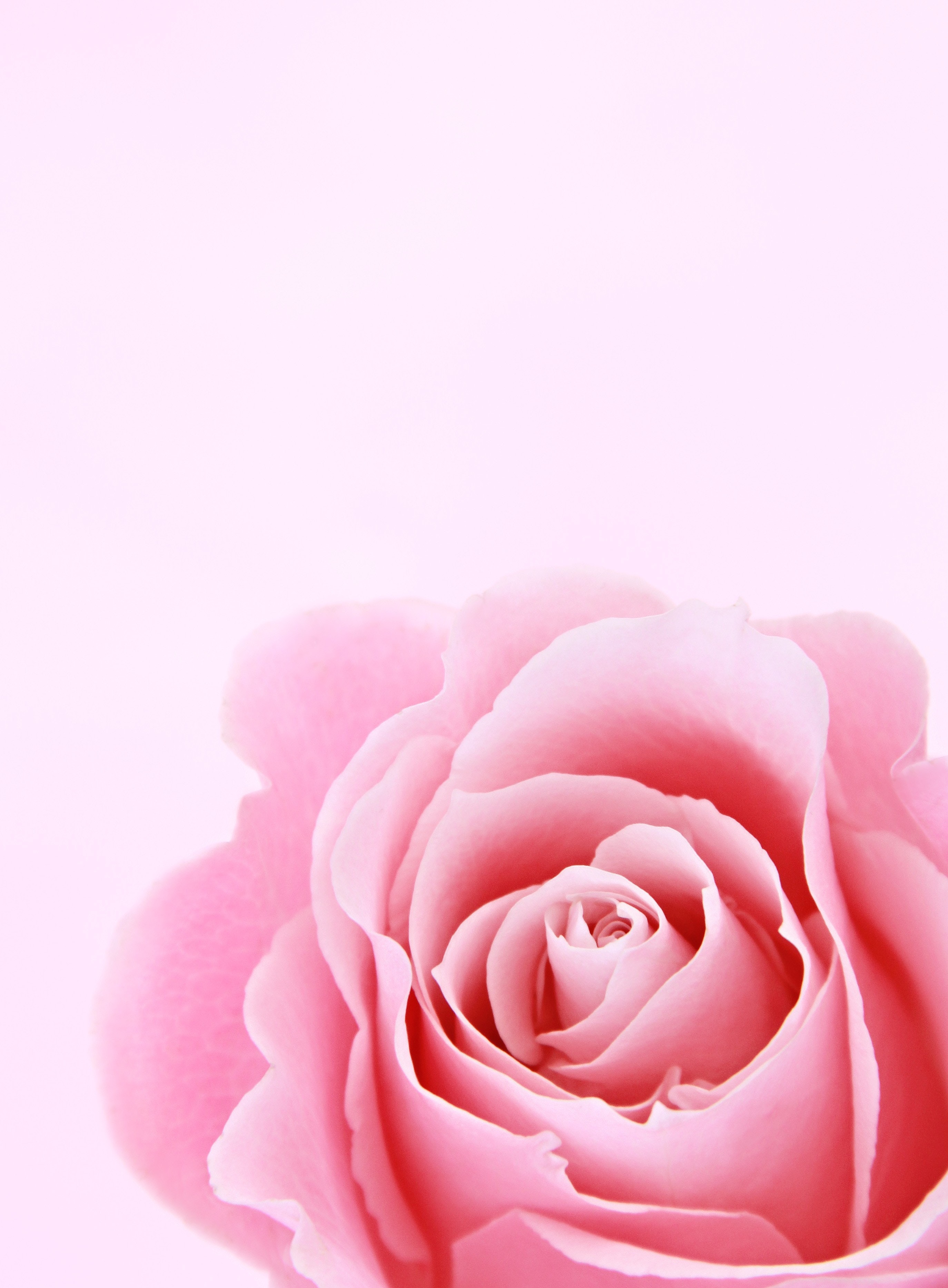Download Free 100 + rose pink background Wallpapers