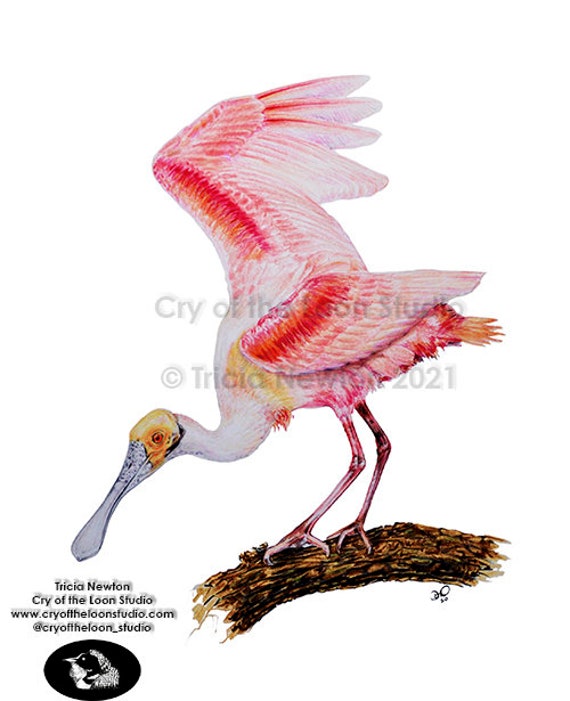 Roseate spoonbill bird original colored pencil art print