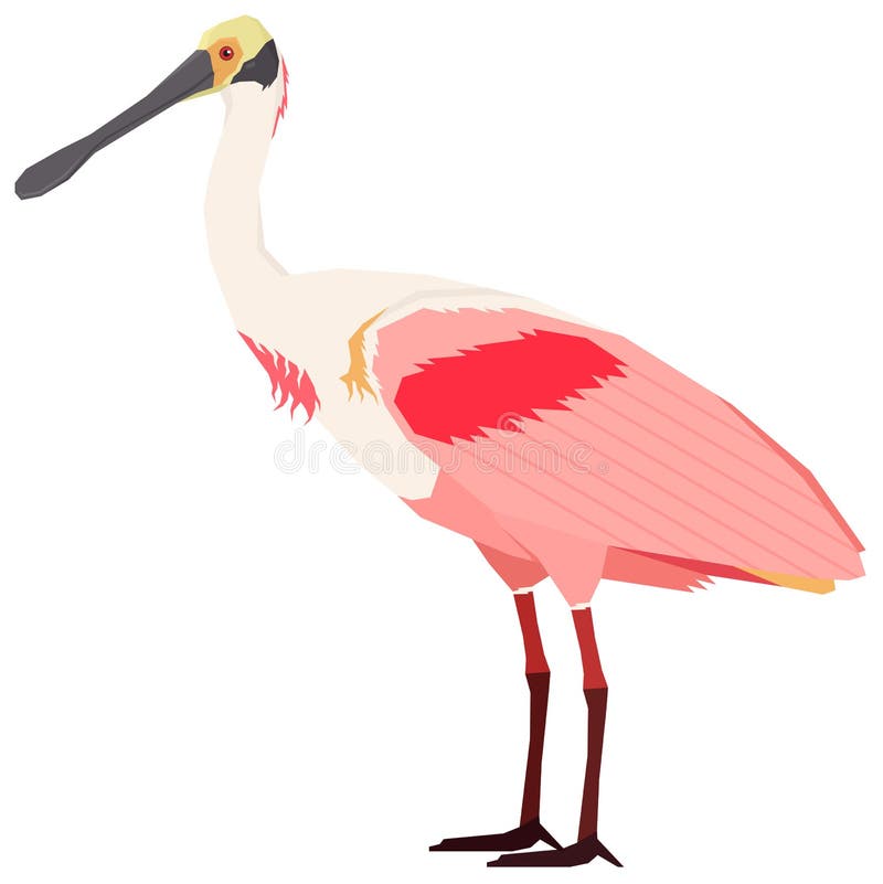 Spoonbill stock illustrations â spoonbill stock illustrations vectors clipart