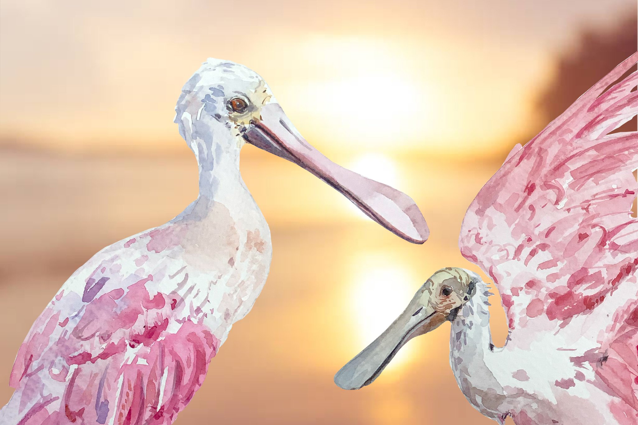 Roseate spoonbill