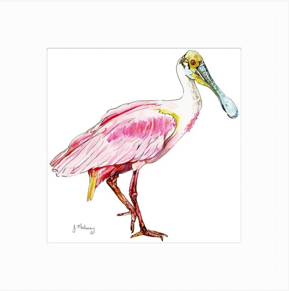 Roseate spoonbill