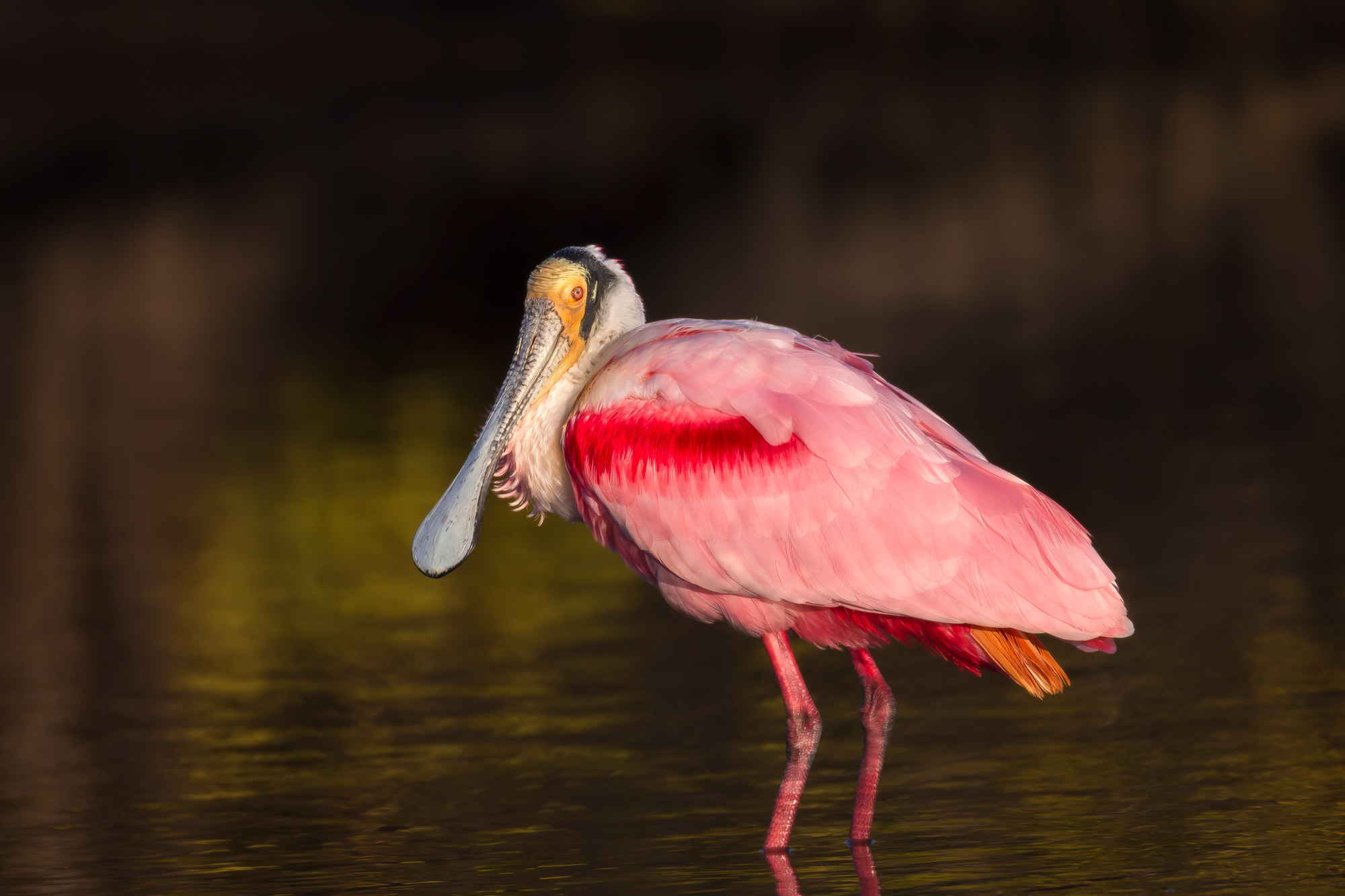 Roseate spoonbill in dark water fine art photo print photos by joseph c filer