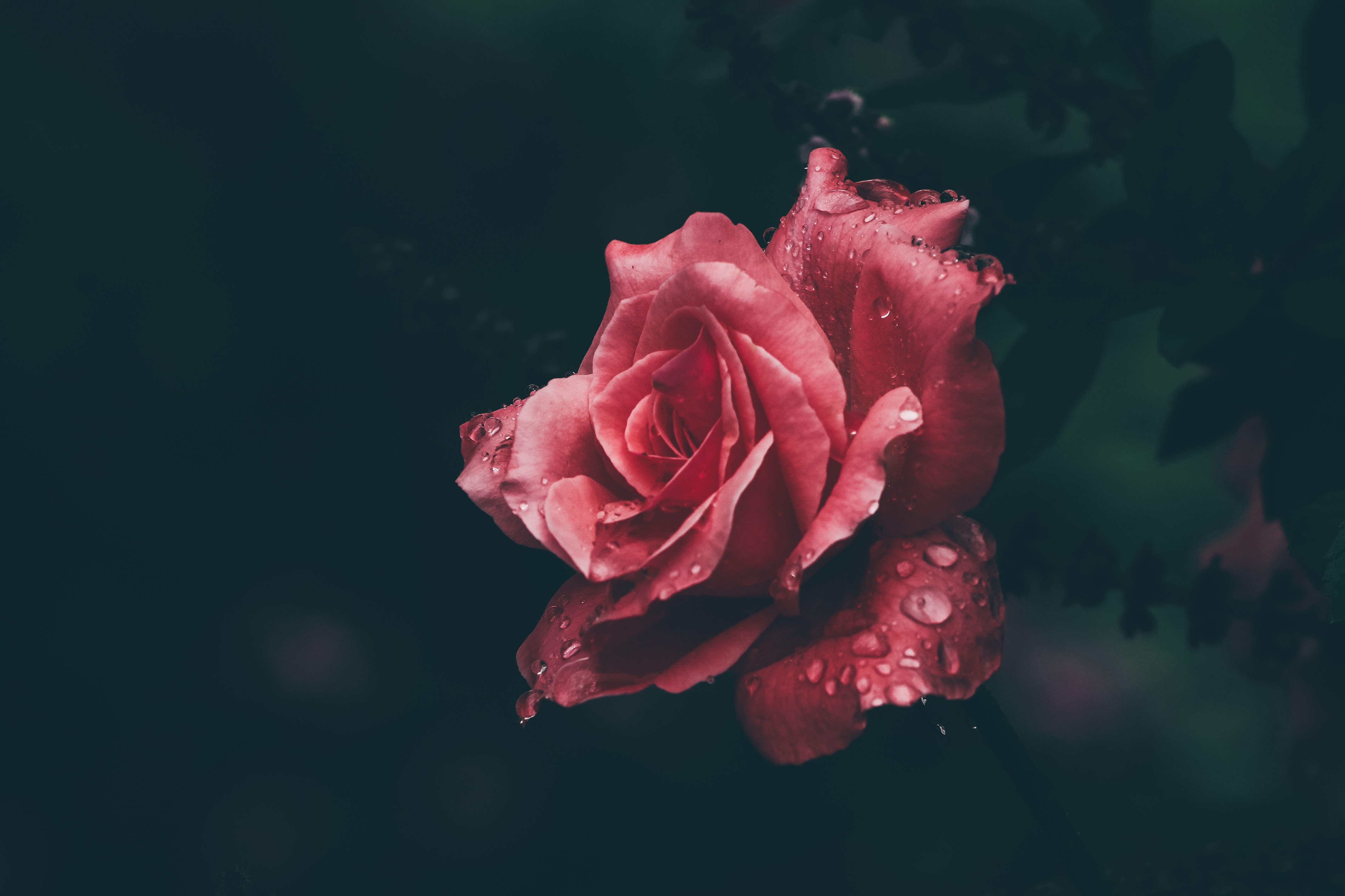 Rose Background, Photos, and Wallpaper for Free Download