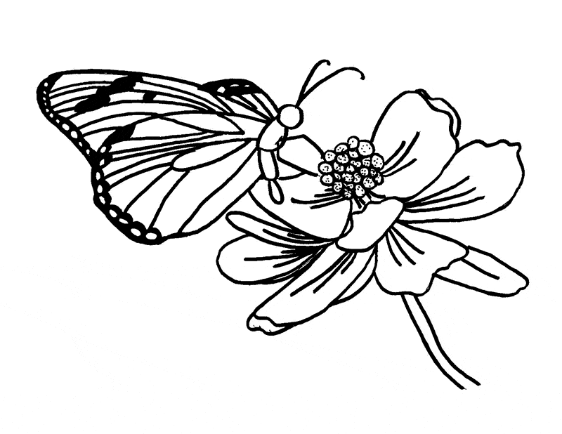 Butterfly coloring pages drawings