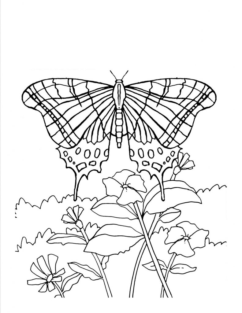 Flower Coloring Pages  Free, Printable Flower Coloring Sheets