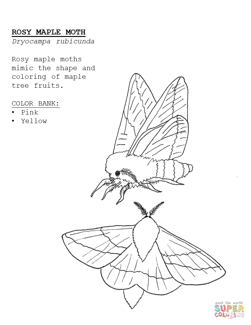 Rosy maple moth coloring page free printable coloring pages