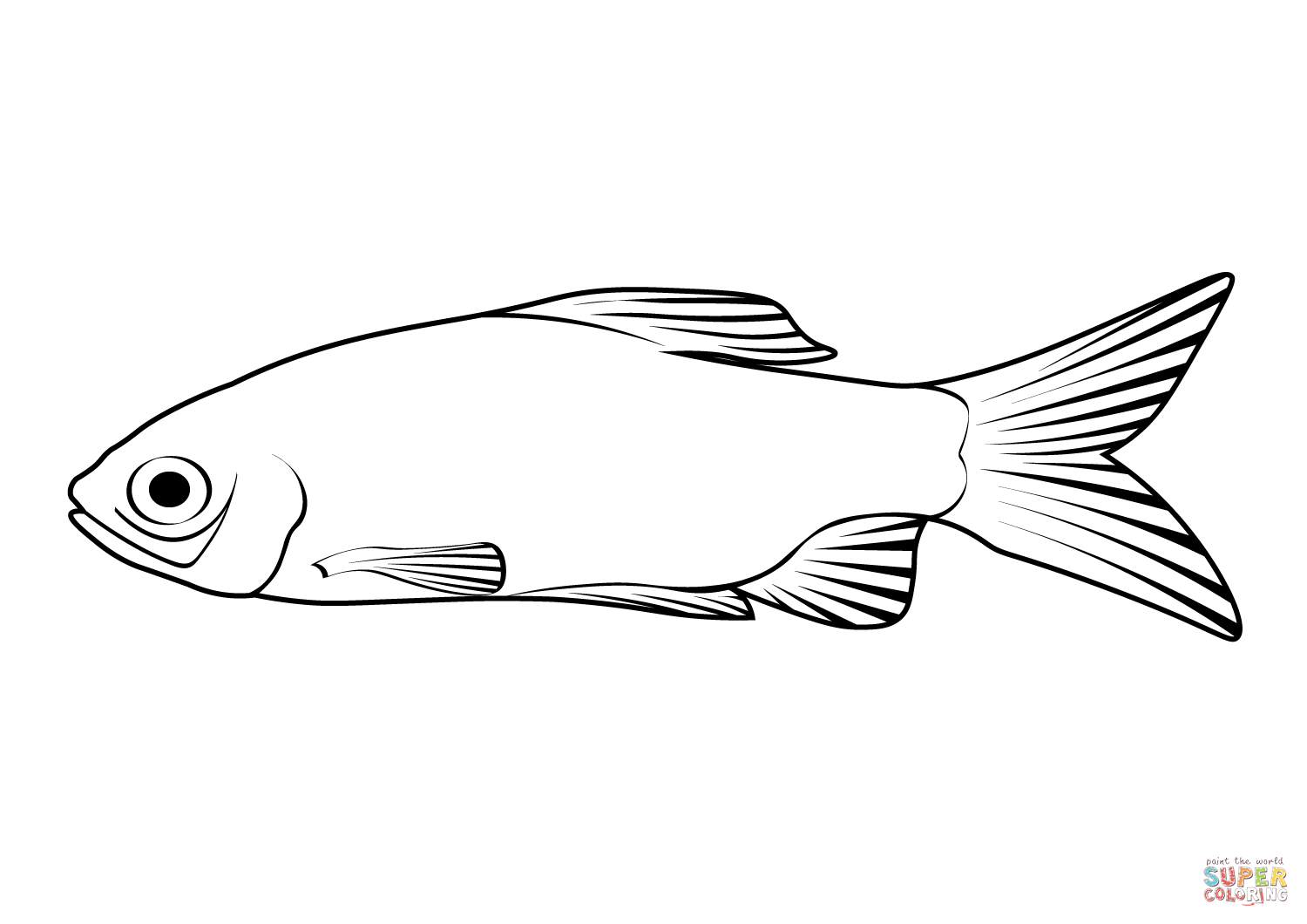 Rosy barb pethia conchonius coloring page free printable coloring pages