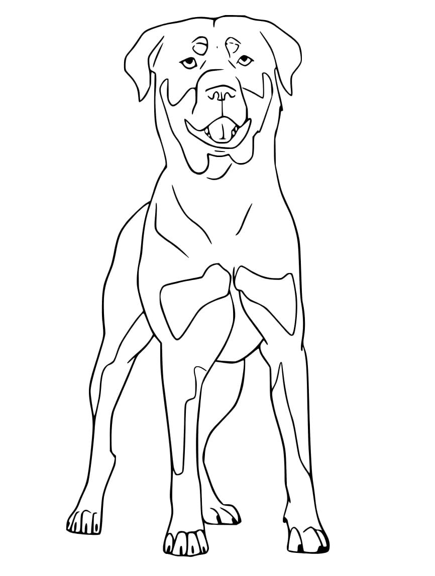 Rottweiler image coloring page