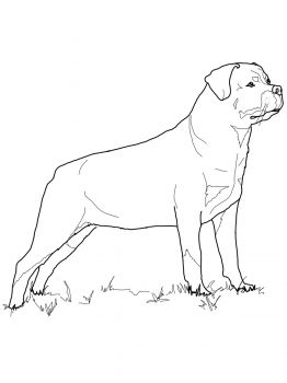 Rottweiler coloring page super coloring dog coloring page dog drawing rottweiler