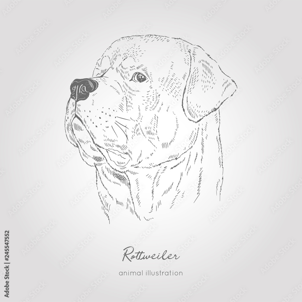 Vector profile portrait illustration of rottweiler dog breed hand drawn ink realistic sketching perfect for logo branding t