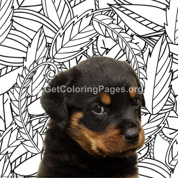 Rottweiler coloring pages â getcoloringpagesorg na