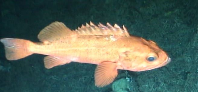 Rougheye rockfish seamounts of canadas large offshore pacific area of interest a mlnep guide