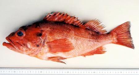 Rougheye rockfish shington department of fish wildlife