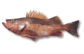 Rockfish identification