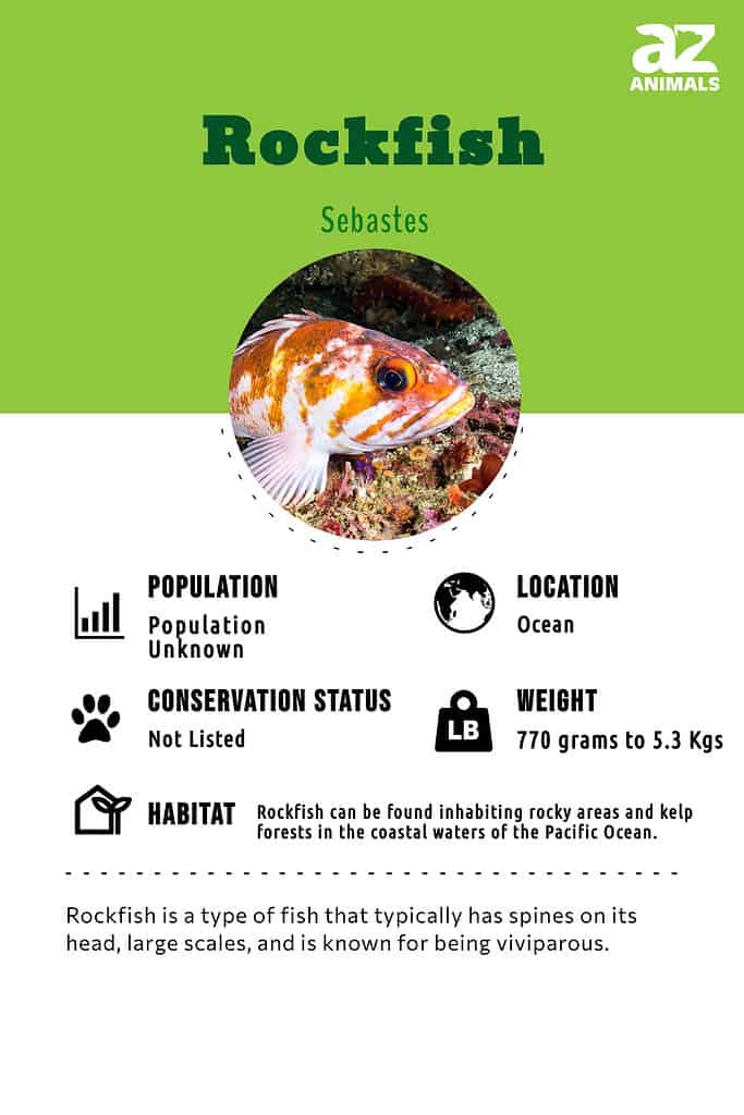 Rockfish fish facts