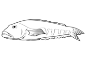 Yelloweye rockfish sebastes ruberrimus coloring page free printable coloring pages