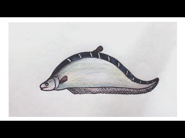 How to draw a â clown knife fish àààà àààâ step by step very easy