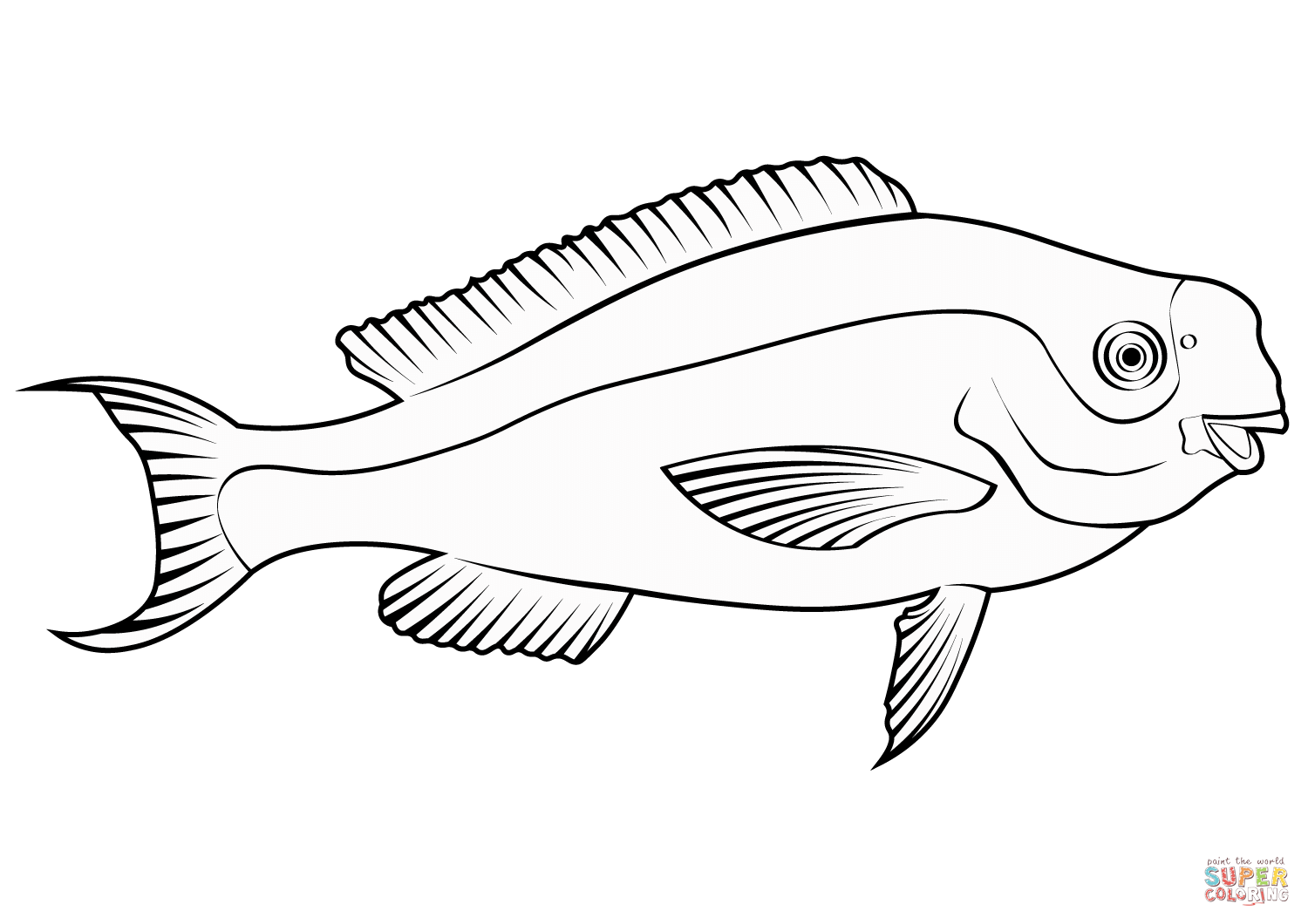 Blue parrotfish scarus coeruleus coloring page free printable coloring pages