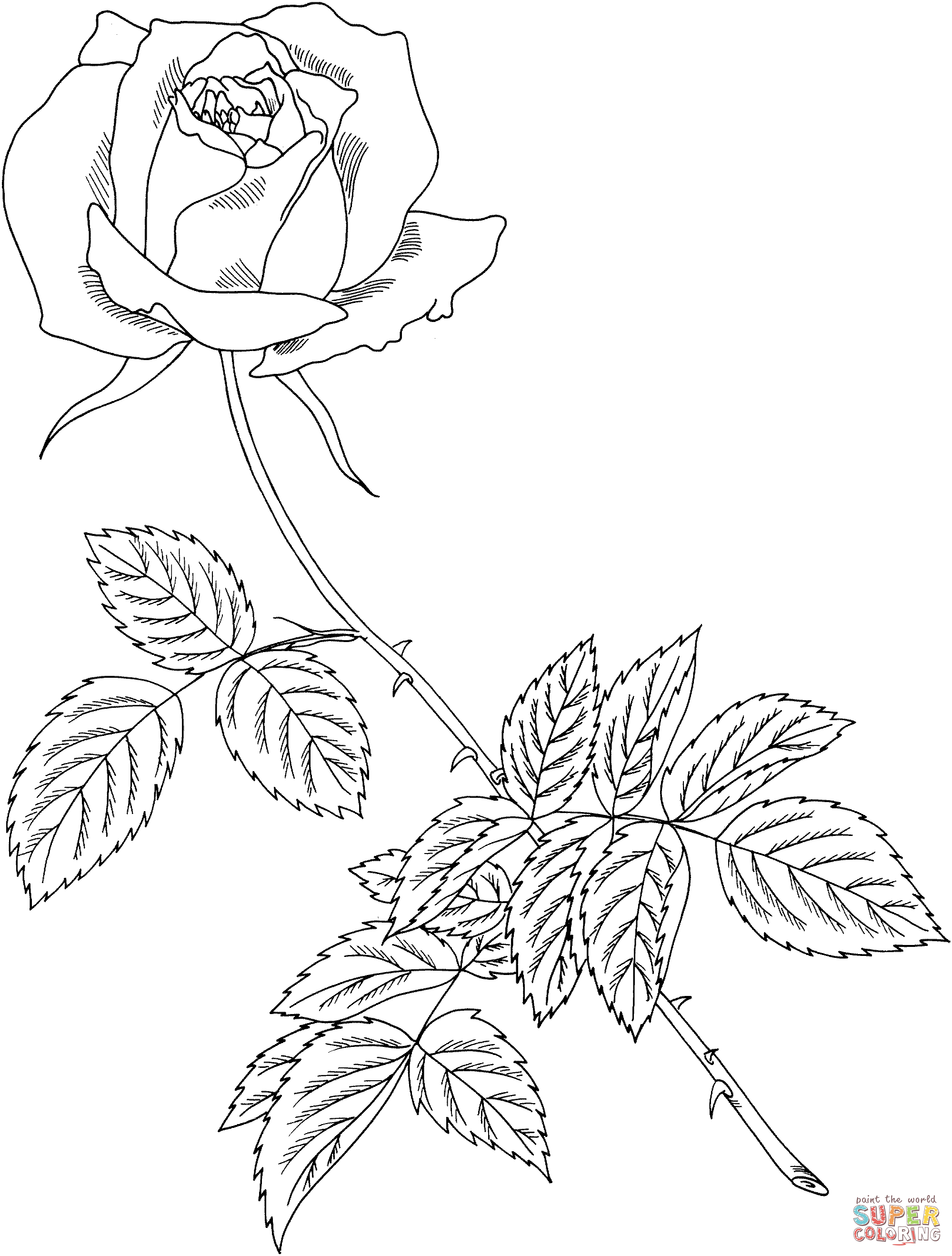 Royal highness rose coloring page free printable coloring pages