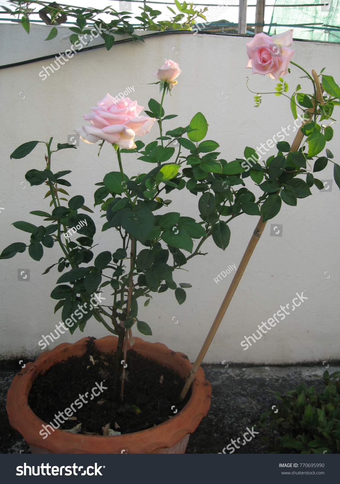 Plant royal highness hybrid tea rose stock photo