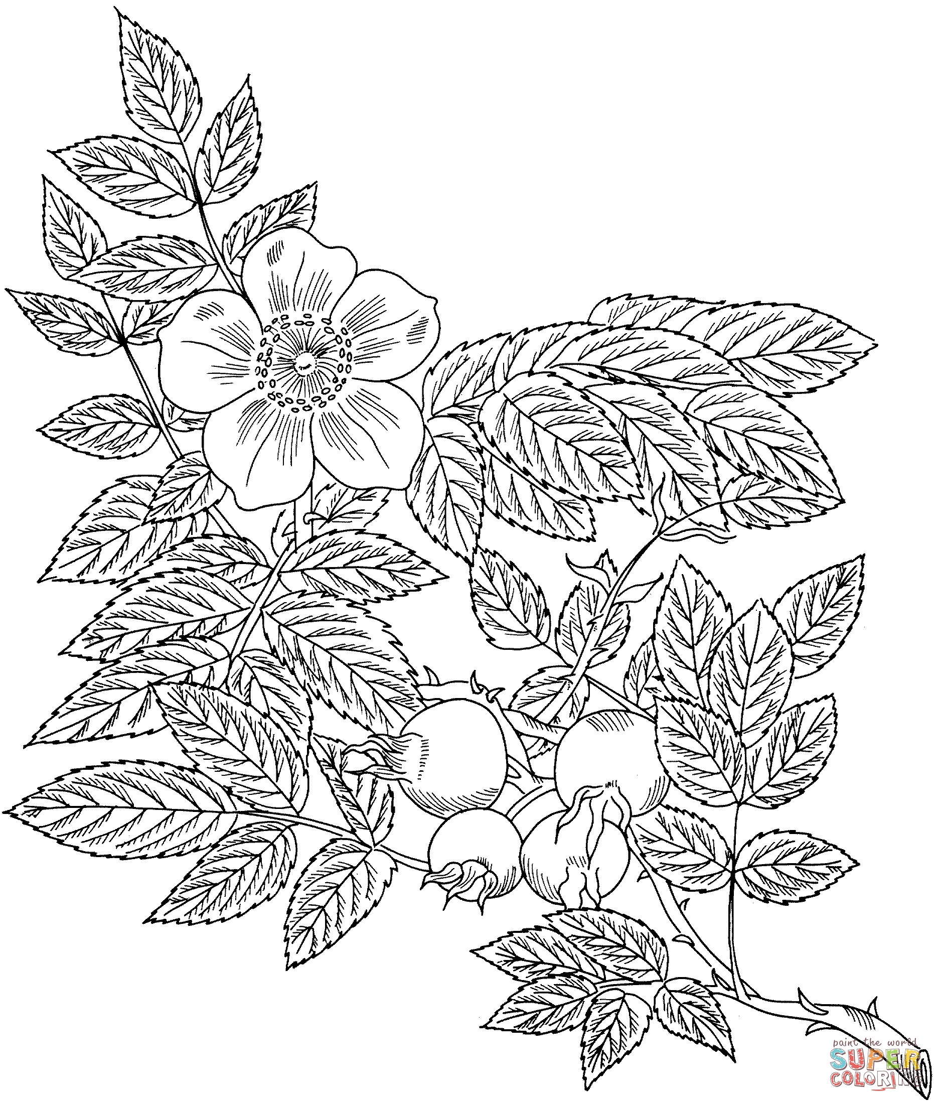 Rosa eglanteria or sweet briar rose coloring page free printable coloring pages