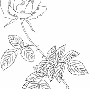 Roses coloring pages printable for free download