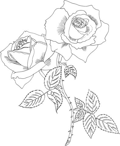 Tropicana hybrid tea rose coloring page from roses category select from printable craftsâ rose coloring pages coloring pages for grown ups coloring pages