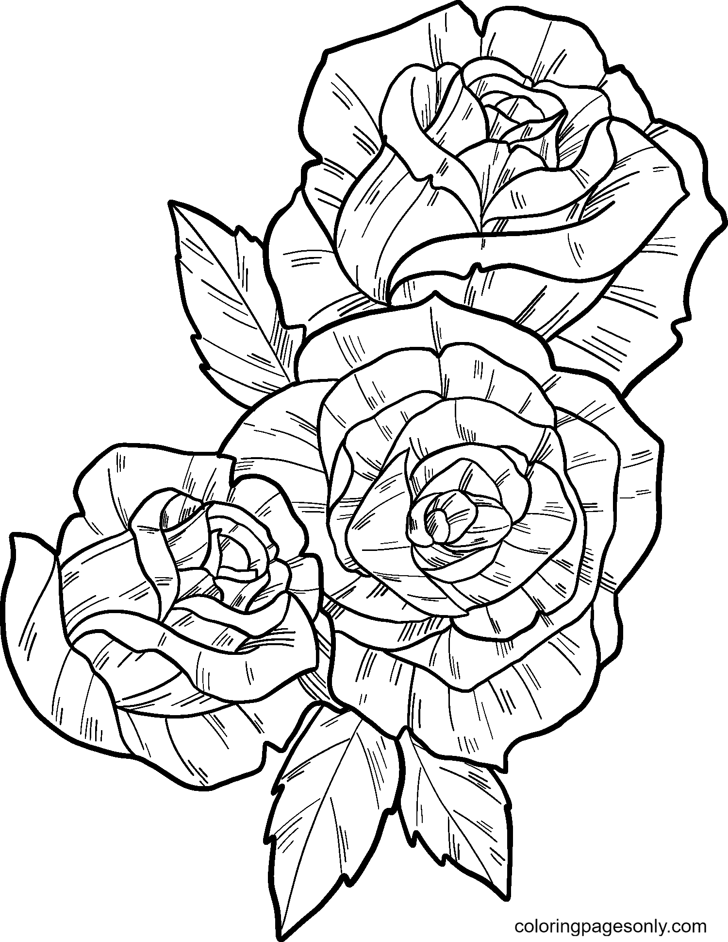 Three beautiful roses coloring page