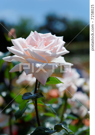 Pearl pink roses in yatsu rose garden