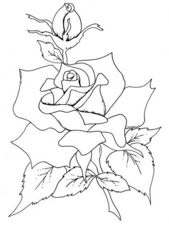 Rose coloring pages for adults rose coloring pages roses drawing butterfly coloring page