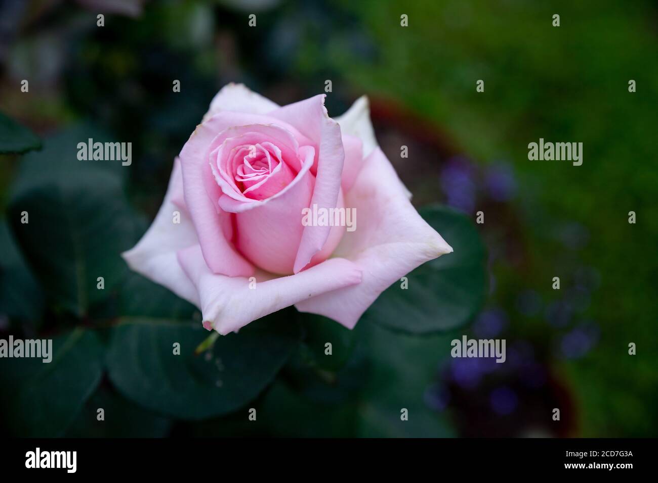 Pink rose bush with flowers and green budsbeautiful pink rose photographed in the gardenroses art design invitation card stock photo