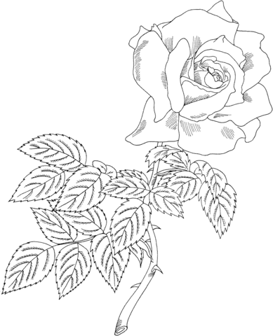 First prize hybrid tea rose coloring page free printable coloring pages