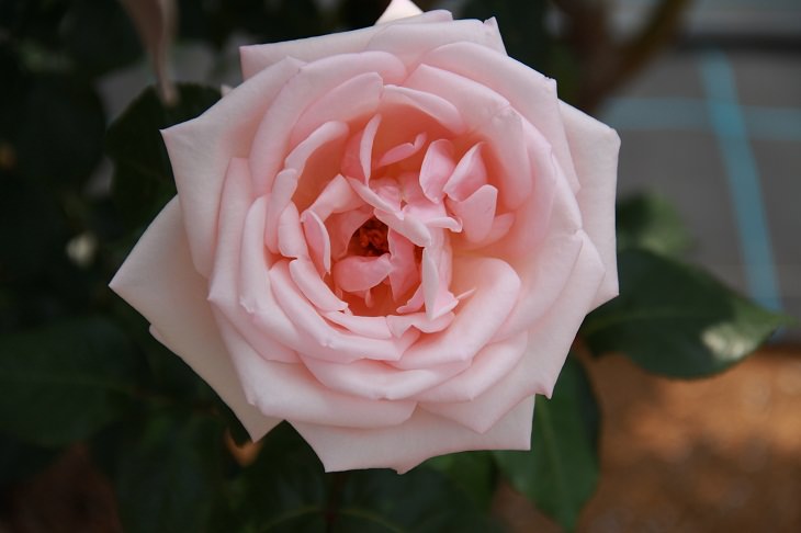 Delightfully fragrant roses for your garden