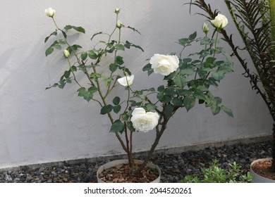 Plant royal highness hybrid tea rose stock photo