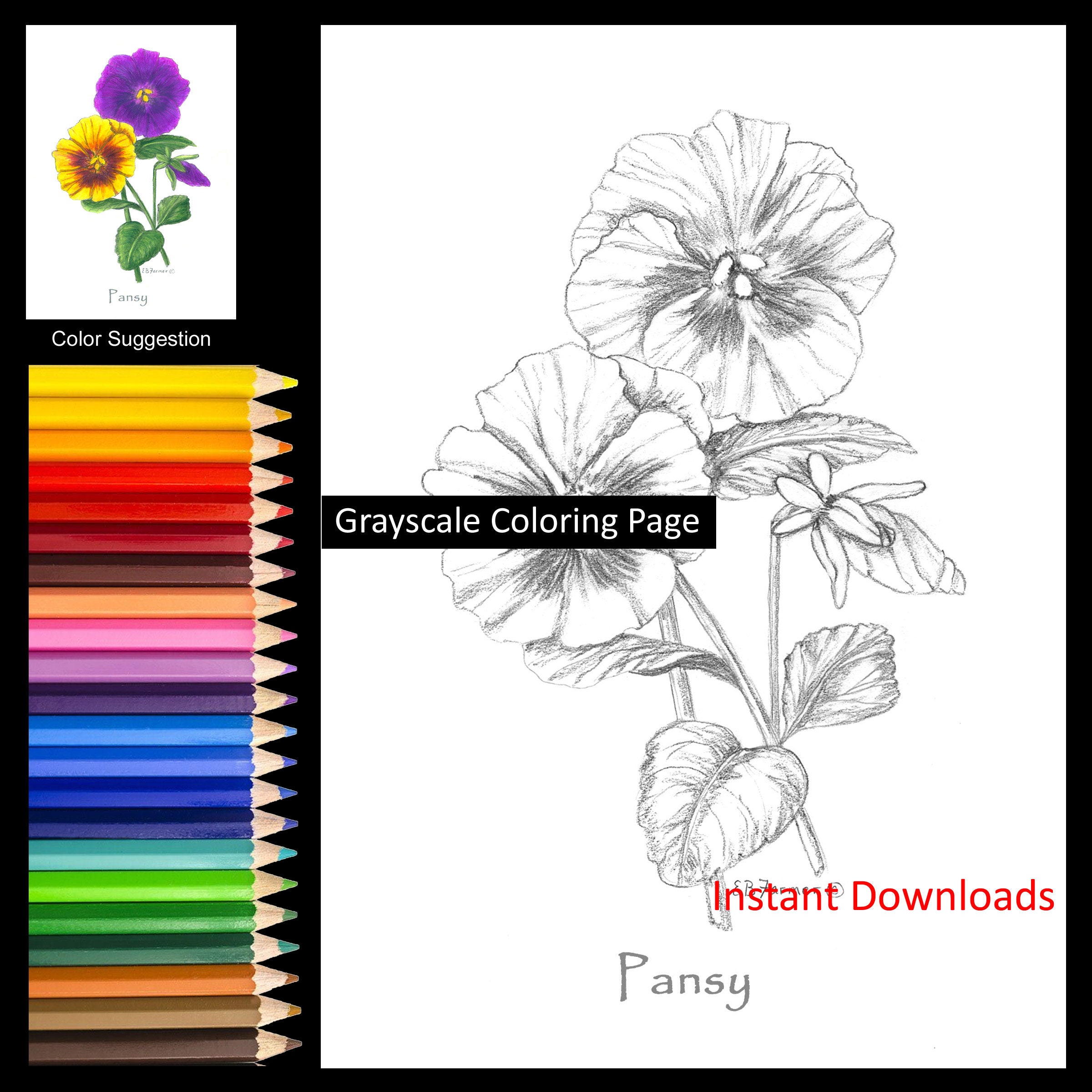 Pansy bud flower coloring pages winstructions for x and x sizes digital download printable for adult and kids