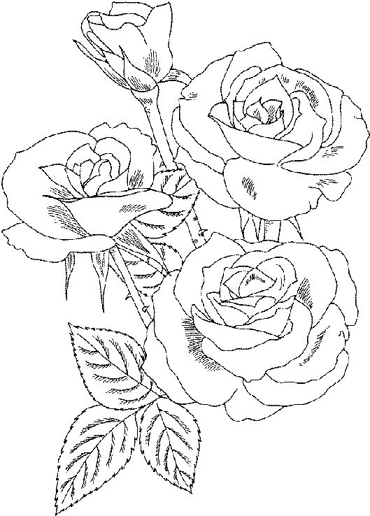 Rose colouring page pãginas para colorir livro de colorir nomes para colorir