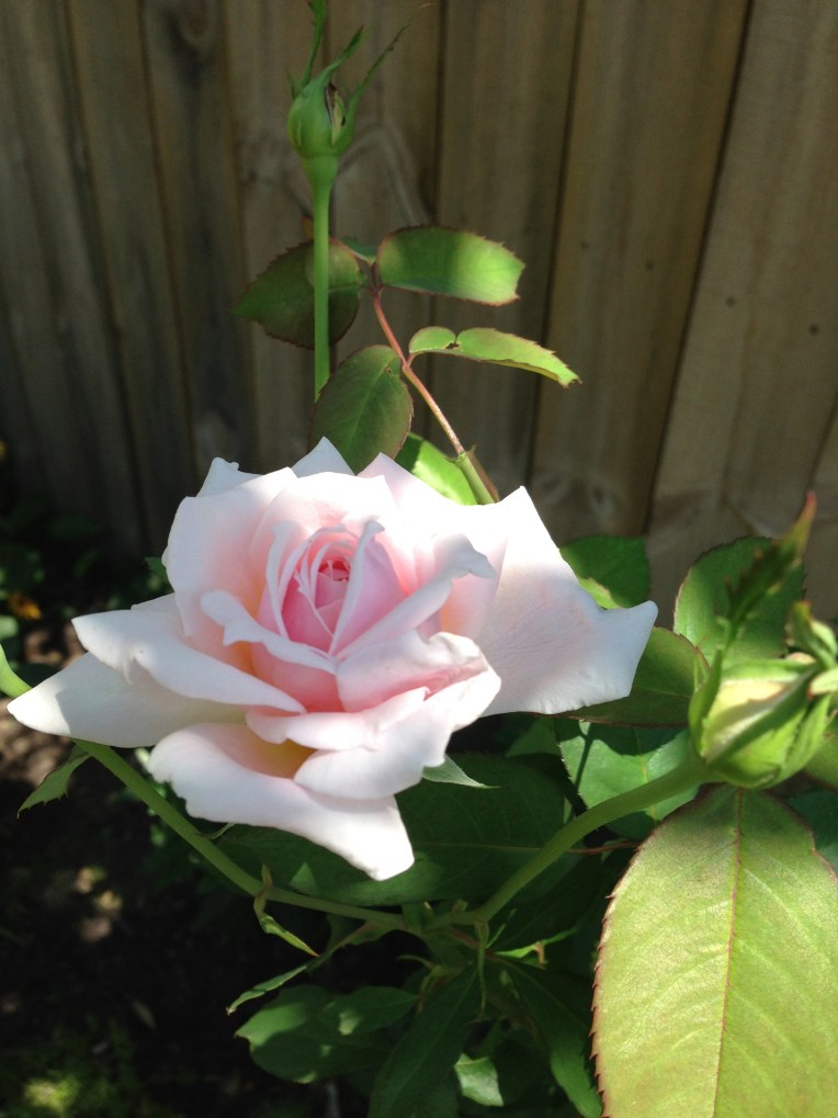 Easy elegance roses â the garden diary