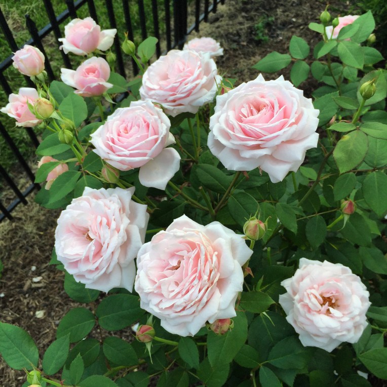 Easy elegance roses â the garden diary