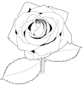 Roses coloring pages free coloring pages