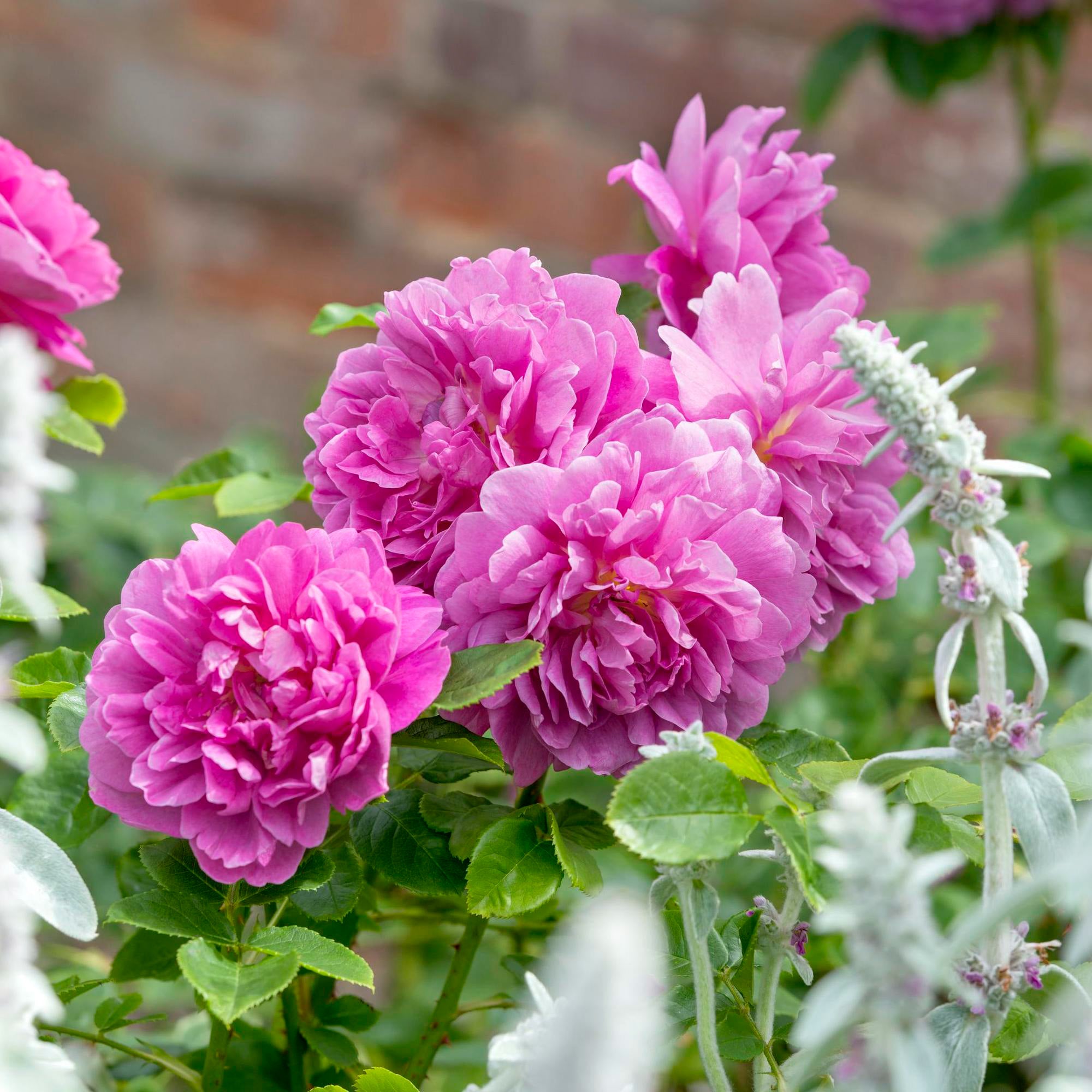 Princess anne english shrub rose david austin roses