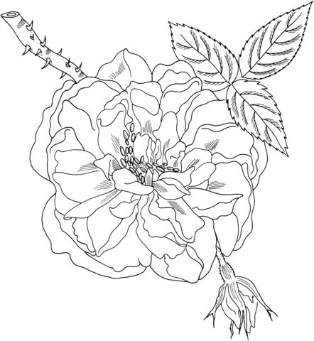 Lancasters and yorks rose coloring page from roses category select from printable craâ rose coloring pages coloring pages free printable coloring pages