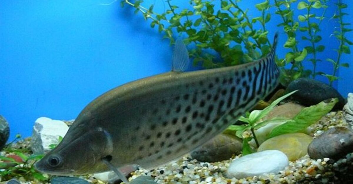 Knifefish fish breed information and pictures