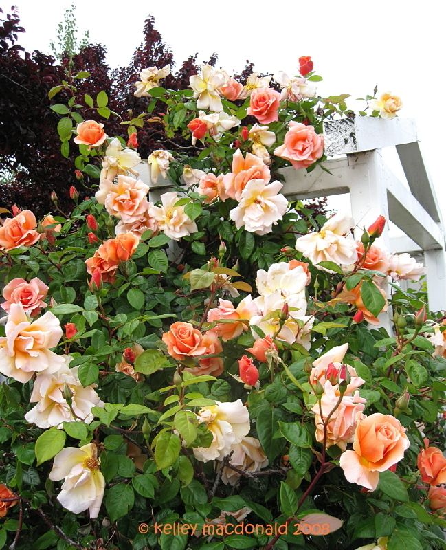 Beautiful large flowered climbing rose royal sunset