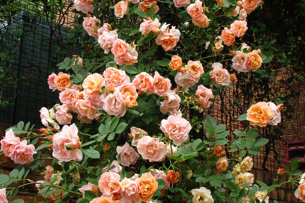 Above and beyond climbing rose â hammarlund nursery