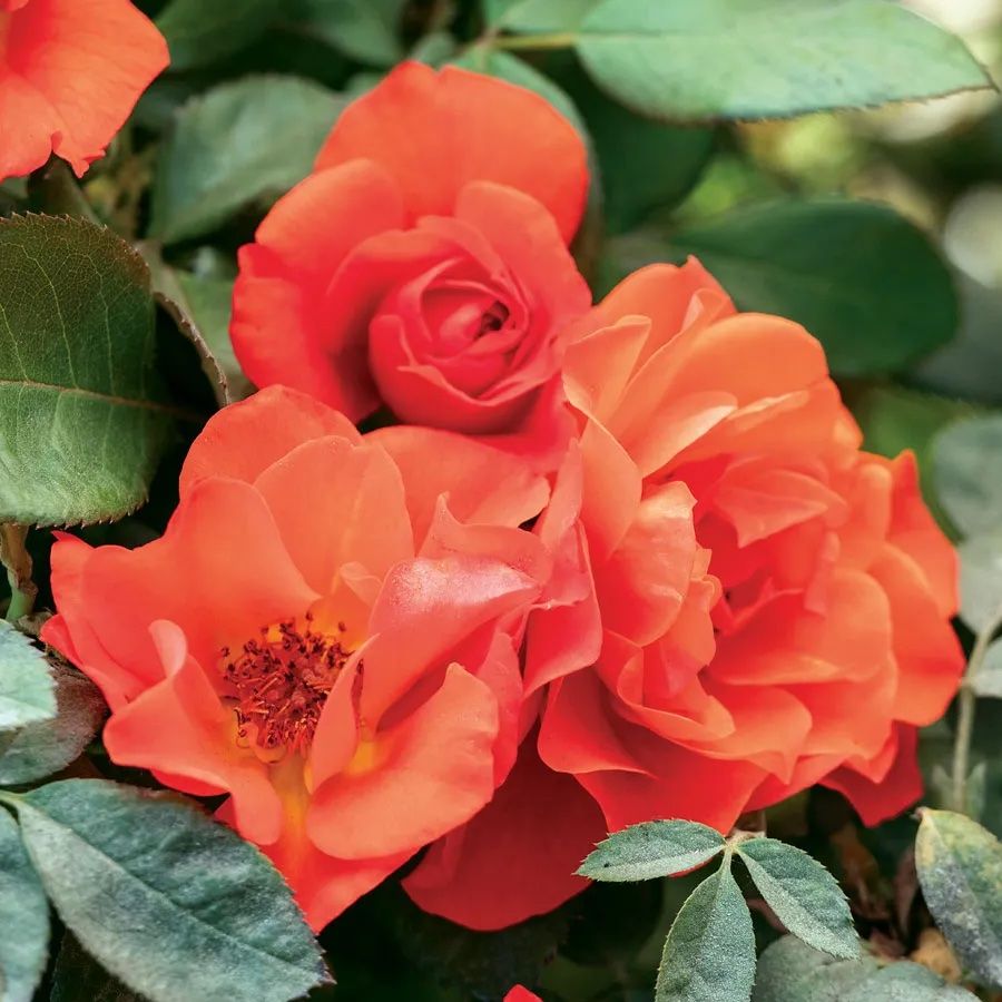 Mandarin sunset floribunda rose jackson perkins